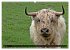 Das Schottische Hochlandrind... - Bild 12