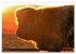 Das Schottische Hochlandrind... - Bild 14