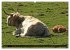 Das Schottische Hochlandrind... - Bild 9