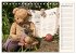 Geliebte Bären - Teddys (Tischkalender... - Bild 15