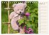 Geliebte Bären - Teddys (Tischkalender... - Bild 3