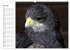 Greifvögel, Eulen und Käuze... - Bild 12