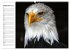 Greifvögel, Eulen und Käuze... - Bild 14