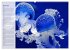 Quallen. Ätherische Wunderwesen... - Bild 11