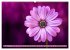 Lila - die mystische Farbe... - Bild 11