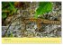 Flinke Eidechsen (hochwertiger Premium... - Bild 13