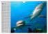 Haie (Wandkalender 2026 DIN A4 quer),... - Bild 11