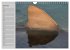 Haie (Wandkalender 2026 DIN A4 quer),... - Bild 12