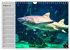 Haie (Wandkalender 2026 DIN A4 quer),... - Bild 14