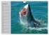 Haie (Wandkalender 2026 DIN A4 quer),... - Bild 7