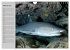 Haie (Wandkalender 2026 DIN A4 quer),... - Bild 8