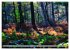 Spaziergang durch den Zauberwald... - Bild 13