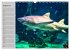 Haie (Wandkalender 2026 DIN A3 quer),... - Bild 14