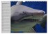 Haie (Wandkalender 2026 DIN A3 quer),... - Bild 15