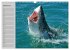 Haie (Wandkalender 2026 DIN A3 quer),... - Bild 7
