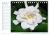 Südsee-Insel Mo'orea (Tischkalender... - Bild 8
