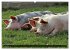 Der Schweinekalender (hochwertiger... - Bild 14