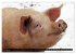 Der Schweinekalender (hochwertiger... - Bild 6