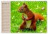 Eichhörnchen. Wo sind bloß die... - Bild 15