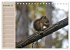 Eichhörnchen. Wo sind bloß die... - Bild 5