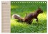 Eichhörnchen. Wo sind bloß die... - Bild 7