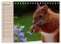 Eichhörnchen. Wo sind bloß die... - Bild 8
