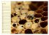Fleißige Bienen. Von der Blüte bis... - Bild 12
