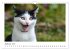 Die Launen der Katzen 2026... - Bild 15
