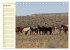 Wilde Pferde. Mustangs in USA... - Bild 7