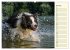 Border Collie 2026 (hochwertiger... - Bild 12