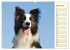 Border Collie 2026 (hochwertiger... - Bild 6