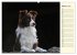 Border Collie 2026 (hochwertiger... - Bild 7