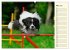Border Collie 2026 (hochwertiger... - Bild 8