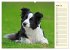 Border Collie 2026 (hochwertiger... - Bild 9