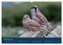 Spatzen-Kalender (hochwertiger Premium... - Bild 3