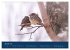 Spatzen-Kalender (hochwertiger Premium... - Bild 6