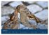 Spatzen-Kalender (hochwertiger Premium... - Bild 9
