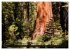 Yosemite - USA (Wandkalender 2026 DIN... - Bild 11