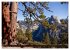 Yosemite - USA (Wandkalender 2026 DIN... - Bild 15
