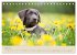 Labrador Retriever (Tischkalender 2026... - Bild 11