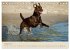 Labrador Retriever (Tischkalender 2026... - Bild 14