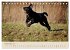 Labrador Retriever (Tischkalender 2026... - Bild 15