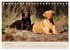 Labrador Retriever (Tischkalender 2026... - Bild 3