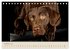 Labrador Retriever (Tischkalender 2026... - Bild 8