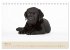 Labrador Retriever (Tischkalender 2026... - Bild 9