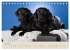 Labrador Retriever (Tischkalender 2026... - Bild 10