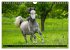 Traumpferd Lipizzaner (Wandkalender... - Bild 12