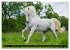 Traumpferd Lipizzaner (Wandkalender... - Bild 13