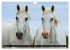 Traumpferd Lipizzaner (Wandkalender... - Bild 14