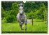Traumpferd Lipizzaner (Wandkalender... - Bild 4
